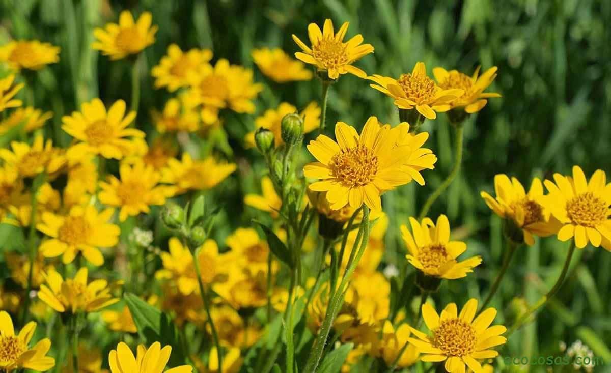 ¿Qué es la árnica y para qué sirve?